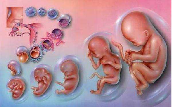 无锡辅助生殖技术 无锡人民医院试管全面了解试管婴儿胚胎等级划分 ‘b超形状