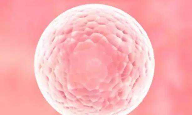 昆明三代代孕试管怎么做的_试管婴儿胚胎发育照片